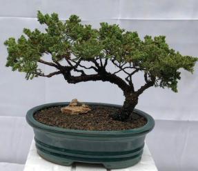 Juniper Bonsai Tree - Trained <br><i>(juniper procumbens nana)</i>