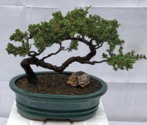 Juniper Bonsai Tree - Trained <br><i>(juniper procumbens nana)</i>