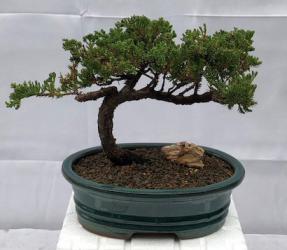 Juniper Bonsai Tree - Trained <br><i>(juniper procumbens nana)</i>