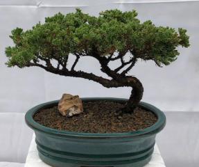 Juniper Bonsai Tree - Trained <br><i>(juniper procumbens nana)</i>