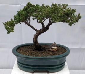 Juniper Bonsai Tree - Trained <br><i>(juniper procumbens nana)</i>