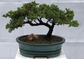 Juniper Bonsai Tree - Trained <br><i>(juniper procumbens nana)</i>