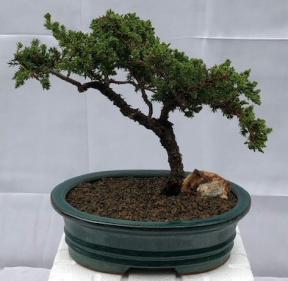 Juniper Bonsai Tree - Trained <br><i>(juniper procumbens nana)</i>