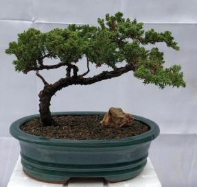 Juniper Bonsai Tree - Trained <br><i>(juniper procumbens nana)</i>