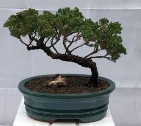 Juniper Bonsai Tree - Trained <br><i>(juniper procumbens nana)</i>