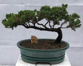 Juniper Bonsai Tree - Trained <br><i>(juniper procumbens nana)</i>