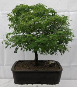 Flowering Brazilian Raintree Bonsai Tree<br><i>(pithecellobium tortum)</i>