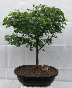 Flowering Brazilian Raintree Bonsai Tree<br><i>(pithecellobium tortum)</i>