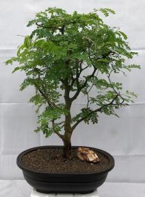 Flowering Brazilian Raintree Bonsai Tree<br><i>(pithecellobium tortum)</i>