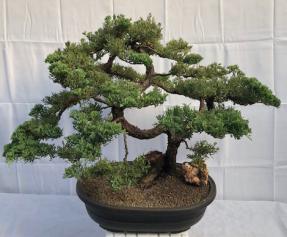 Juniper Bonsai Tree - Trained<br>Tiered Branching Style<br><i>(juniper procumbens nana)</i>