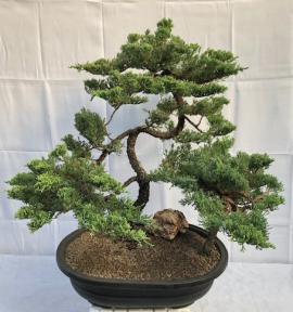 Juniper Bonsai Tree - Trained<br>Tiered Branching Style<br><i>(juniper procumbens nana)</i>