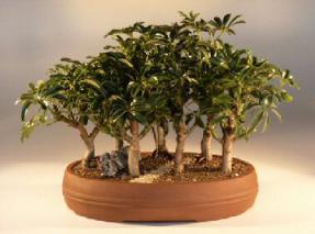 Hawaiian Umbrella Bonsai Tree<br><i>(arboricola schefflera)</i>