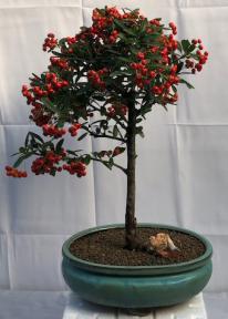 Flowering Pyracantha Bonsai Tree<br><i>(pyracantha 'mohave')</i>