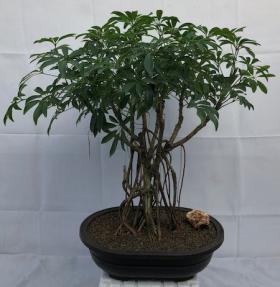 Hawaiian Umbrella Bonsai Tree<br>Banyan Style<br>(arboricola schfflera)