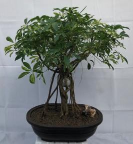 Hawaiian Umbrella Bonsai Tree - Variegated<br>Banyan / Braided Trunk Style With Golf Ball<br>(arboricola schfflera)