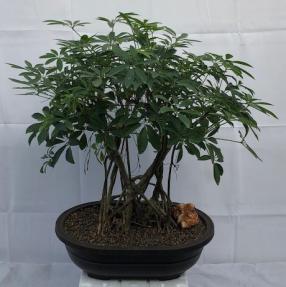 Hawaiian Umbrella Bonsai Tree<br>Banyan Style<br>(arboricola schfflera)