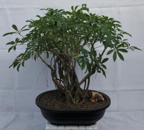 Hawaiian Umbrella Bonsai Tree <br>Banyan Style <br><i>(arboricola schfflera)</i>