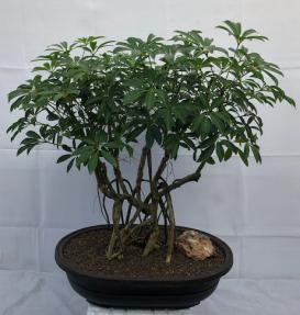 Hawaiian Umbrella Bonsai Tree<br>Banyan Style<br>(arboricola schfflera)