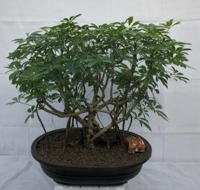 Hawaiian Umbrella Bonsai Tree<br>Banyan Style<br>(arboricola schfflera)