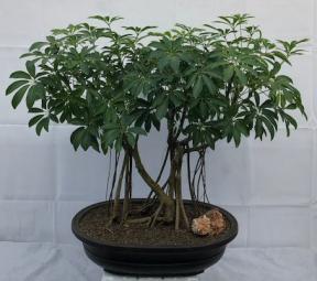Hawaiian Umbrella Bonsai Tree<br>Banyan Style<br>(arboricola schfflera)