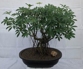 Hawaiian Umbrella Bonsai Tree<br>Banyan Style<br>(arboricola schfflera)