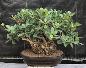 Green Island Ficus Bonsai Tree<br>Root Over Rock Style<br><i>(ficus microcarpa)</i>