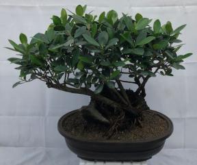 Green Island Ficus Bonsai Tree<br>Root Over Rock Style<br><i>(ficus microcarpa)</i>