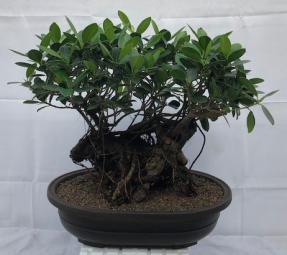 Green Island Ficus Bonsai Tree<br>Root Over Rock Style<br><i>(ficus microcarpa)</i>