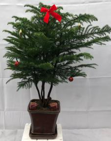Norfolk Island Pine Bonsai Tree<br>With Holiday Decorations <br><i>(araucaria heterophila)</i><br>