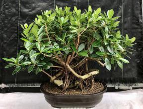 Green Island Ficus Bonsai Tree<br>Root Over Rock Style<br><i>(ficus microcarpa)</i>