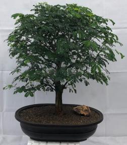 Flowering Brazilian Raintree Bonsai Tree<br><i>(pithecellobium tortum)</i>