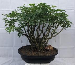 Hawaiian Umbrella Bonsai Tree<br>Banyan Style<br>(arboricola schfflera)