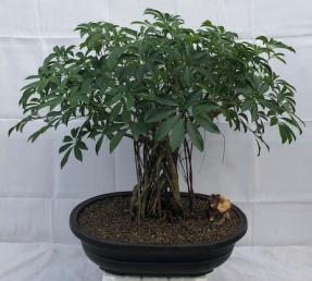 Hawaiian Umbrella Bonsai Tree<br>Banyan Style<br>(arboricola schfflera)