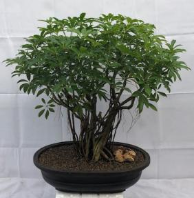 Hawaiian Umbrella Bonsai Tree<br>Banyan Style<br>(arboricola schfflera)