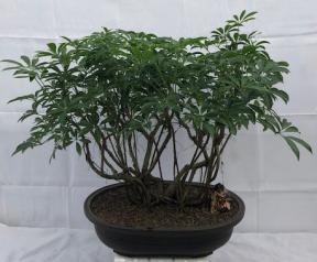 Hawaiian Umbrella Bonsai Tree<br>Banyan Style<br>(arboricola schfflera)