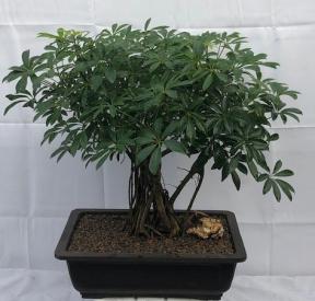 Hawaiian Umbrella Bonsai Tree <br>Banyan Style <br><i>(arboricola schfflera)</i>