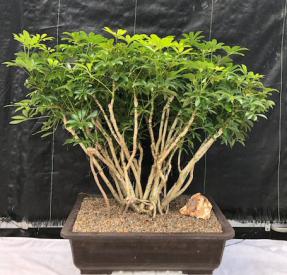 Hawaiian Umbrella Bonsai Tree <br>Banyan Style <br><i>(arboricola schfflera)</i>