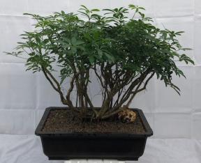 Hawaiian Umbrella Bonsai Tree <br>Banyan Style <br><i>(arboricola schfflera)</i>