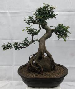 Chinese Elm Bonsai Tree<br>Curved Trunk & Root Over Rock Style<br><i>(ulmus parvifolia)</i>