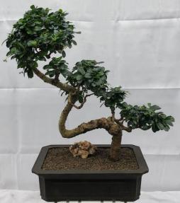 Flowering Fukien Tea Bonsai Tree<br>Semi Cascade & Curved Trunk<br><i>(ehretia microphylla)</i>