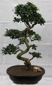 Flowering Fukien Tea Bonsai Tree<br>Curved Trunk & Tiered Branching<br><i>(ehretia microphylla)</i>