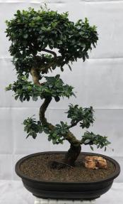 Flowering Fukien Tea Bonsai Tree<br>Curved Trunk & Tiered Branching<br><i>(ehretia microphylla)</i>