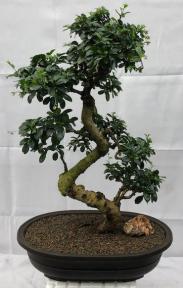 Flowering Fukien Tea Bonsai Tree<br>Curved Trunk & Tiered Branching<br><i>(ehretia microphylla)</i>