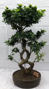 Fruiting Green Emerald Ficus Bonsai Tree<br>Braided Trunk <br><i>(ficus microcarpa)</i>