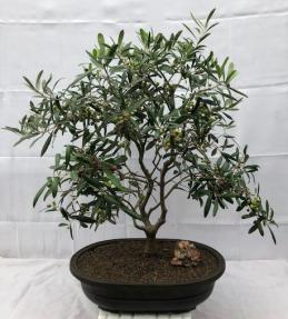 Flowering & Fruiting European Olive Bonsai Tree <br><i>(olea europaea 