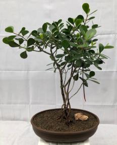 Flowering Tropical Dwarf Apple Bonsai Tree<br>Banyan Style<br><i>(clusia rosea 'nana')</i>