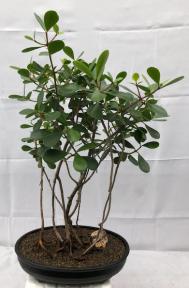Flowering Tropical Dwarf Apple Bonsai Tree<br>Banyan Style<br><i>(clusia rosea 'nana')</i>