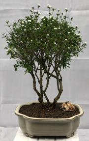 Flowering Chinese White Serissa<br>Bonsai Tree Of A Thousand Stars<br><i>(serissa japonica)</i>