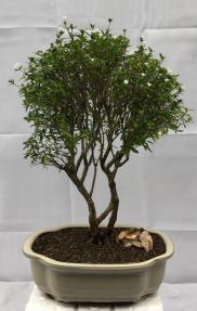 Flowering Chinese White Serissa<br>Bonsai Tree Of A Thousand Stars<br><i>(serissa japonica)</i>