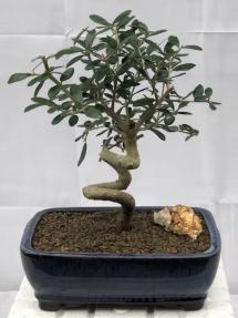 Flowering & Fruiting European Olive Bonsai Tree<br><i>Coiled Trunk Style(olea europaea 